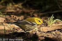 Black-throated Green Warbler, Central Park, NY