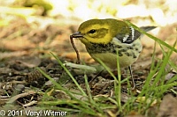 Black-throated Green Warbler, Central Park, NY