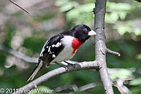 Central Park, NY, Rose-breasted Grosbeak