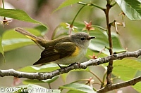 American Redstart, Central Park, NY