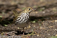 Central Park, NY, Ovenbird