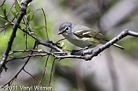 Blue-headed Vireo, Central Park, NY