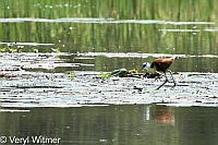 African Jacana, Kruger National Park, Mpumalanga, South Africa