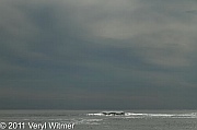 seascape, ocean, wave