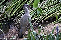 Hadeda Ibis, Mpumalanga, South Africa