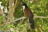 Burchell's Coucal, Sedgefield, South Africa, The Garden Route, Western Cape