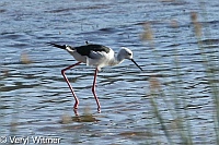 Black-winged Stilt, Sedgefield, South Africa, The Garden Route, Western Cape
