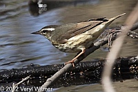 Central Park, Louisiana Waterthrush, NY, The Gill, the ramble