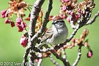 chipping sparrow, central park, ny
