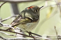 ruby-crowned kinglet, the great hill, central park, ny