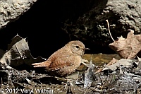 winter wren, the loch, central park, ny, birds of central park, veryl witmer