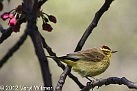 Central park, palm warbler, NY