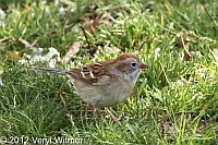 field sparrow, cnetral park, ny