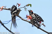 downy woodpeckers, the ramble, central Park, ny