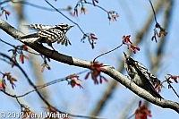 downy woodpeckers, the ramble, central Park, ny