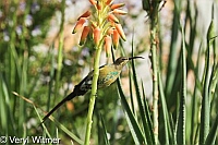 Malachite Sunbird, Sedgefield, South Africa, The Garden Route, Western Cape