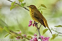 Palm Warbler, turtle pond, central park, ny