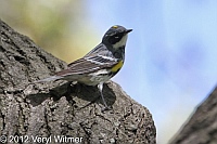 Yellow-rumped Warbler, Turtle Pond, Central Park, NY