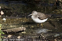 Solitary Sandpiper, The Oven, Central Park, NY, Apr. 17, 2012