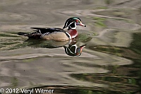 Wood Duck, The Oven, Central Park, NY, Apr. 17, 2012, veryl witmer, central park birds