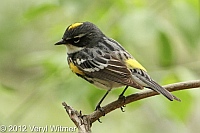 Yellow-rumped Warbler, Central Park, NYYellow-rumped Warlber, Central Park, NY