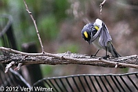 Yellow-rumped Warbler, Central Park, NY