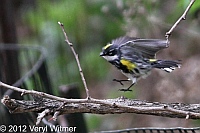 Yellow-rumped Warbler, Central Park, NYCentral Park, NYYellow-rumped WarblerCentral Park, NYYellow-rumped WarblerCentral Park, NY