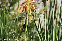 South Africa, Garden Route, Sedgefield, Western Cape, Malachite Sunbird, Feeding