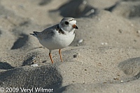 Piping plover, fire island, NY