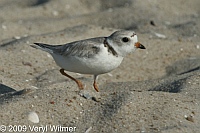 Piping plover, fire island, NY