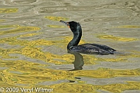 Double-crested Cormorant, The Lake, Central Park, NY