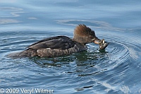 Hooded Merganser, Female, with food, The reservoir, central park, NY