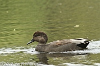 Gadwall, Harlem Meer, Central Park, NY