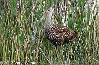 limpkin, Green cay wetlands, Palm beach county, FL, 