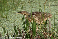 american bilttern, Green cay wetlands, Palm beach county, FL, 