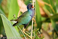 purple gallinule, Green cay wetlands, Palm beach county, FL, 