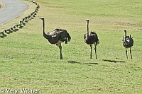 Buffels Bay, Cape of Good Hope, Ostrich, South Africa