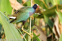 purple gallinule, Green cay wetlands, Palm beach county, FL, 