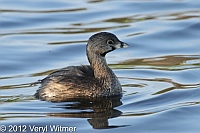 Pied-billed Grebe, Green Cay Wetlands, Palm Beach County, FL