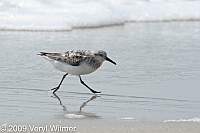 Sanderling, fire island, beach, NY