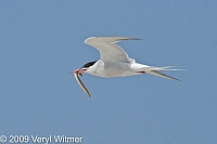 Common Tern, With fish, Fire island, NY, flying