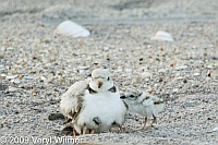 Piping plover, chicks, fire lisland, NY