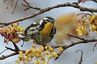 Yellow-throated Warbler, Central Park, NY, Apr. 18, 2009