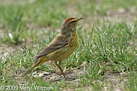 palm warbler, central park, ny