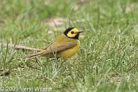 Hooded Warbler, The Ramble, Central Park, Ny