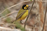 Hooded Warbler, The Ramble, Central Park, Ny