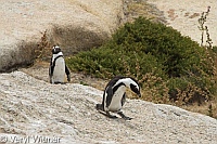 African Penguins, Boulders Beach, Cape, South Africa