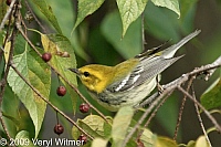 black-throated green warbler, central park, ny