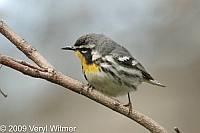 Yellow-throated Warbler, Central Park, NY
