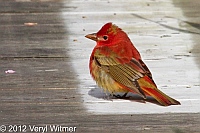 Summer Tanager, fire island, NY, suffolk county, Immature male